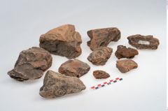 Foto von Feuerbock (NHMW-PRAE-003429)